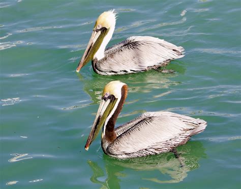 Brown Pelicans Johns Pass Florida Chris James Flickr