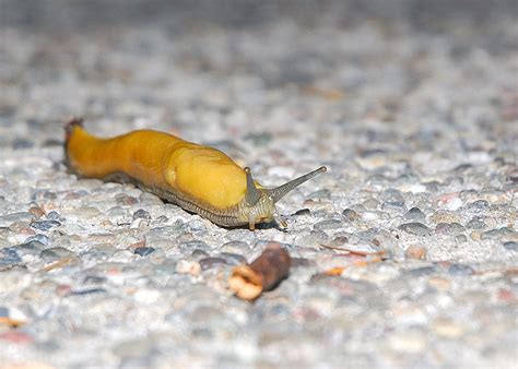 Banana Slugs Curbstone Valley