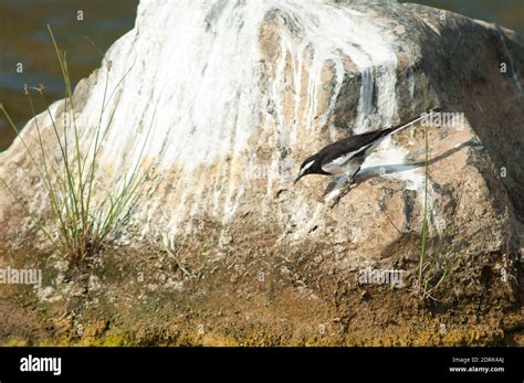 White Browed Wagtail Motacilla Maderaspatensis On A Rock Hiran River