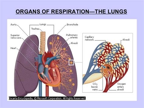 Respiratory system in mammals