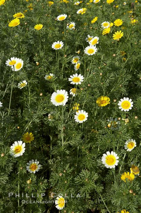 Crown Daisy Blooms In Spring Chrysanthemum Coronarium Photo San Diego