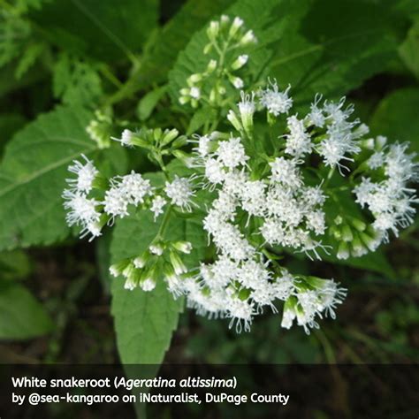 White snakeroot (Ageratina altissima) - Illinois Native Plant Society