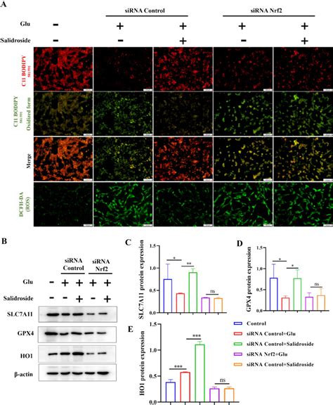 Salidroside Attenuates Neuronal Ferroptosis By Activating The Nrf Ho