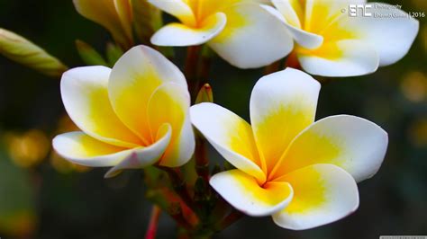 frangipani yellow  uhd wallpaper  ultrahd desktop  tv