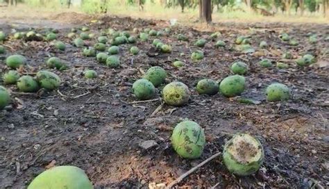 Maharashtra Unseasonal Rains In Various Parts Of The State Heavy Loss Of Agricultural Crops