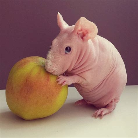 This Mini Pink Guy Is Just A Hairless Guinea Pig Guinea Pig Food Cute