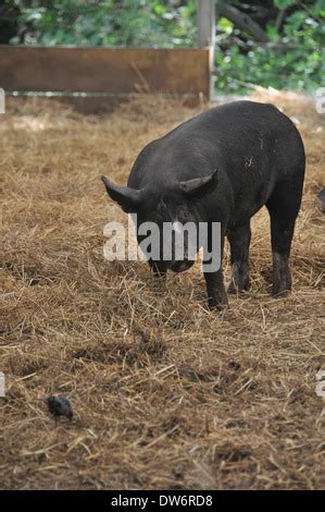 Berkshire and Large White Piglets Stock Photo - Alamy