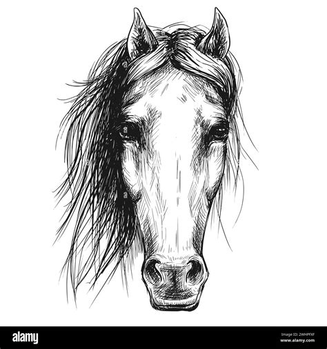 Horse full face sketch. Vector animal illustration Stock Vector Image ...