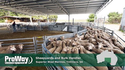 Proway Sheepyards And Bulk Handler Superior Wool Merinos Tintinara