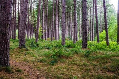 Ainsdale Nature Reserve Southport Merseyside England Stock Image