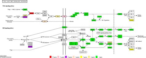 Frontiers Chromosome Level Genome Assembly Reveals Significant Gene Expansion In The Toll And