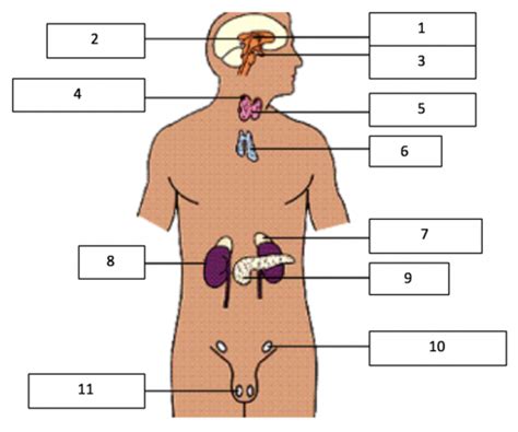 Lecture 1 Introduction To The Endocrine System Flashcards Quizlet