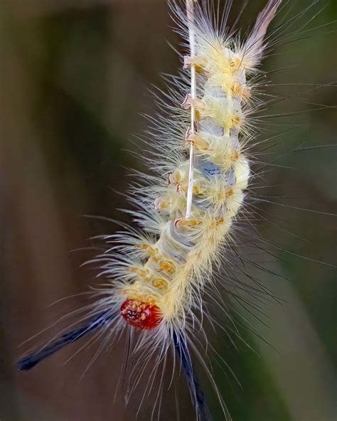 Tussock Moth Caterpillar Florida Botanical Gardens Largo Flickr