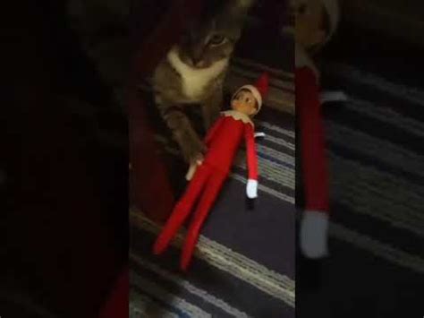 Our Cat Axel Meets Elf On The Shelf This Guy Caused Me A Lot Of Stress