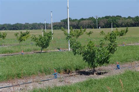 En Savoir Sur La Plantation Des Arbres Fruitiers Et Sadresser à Un