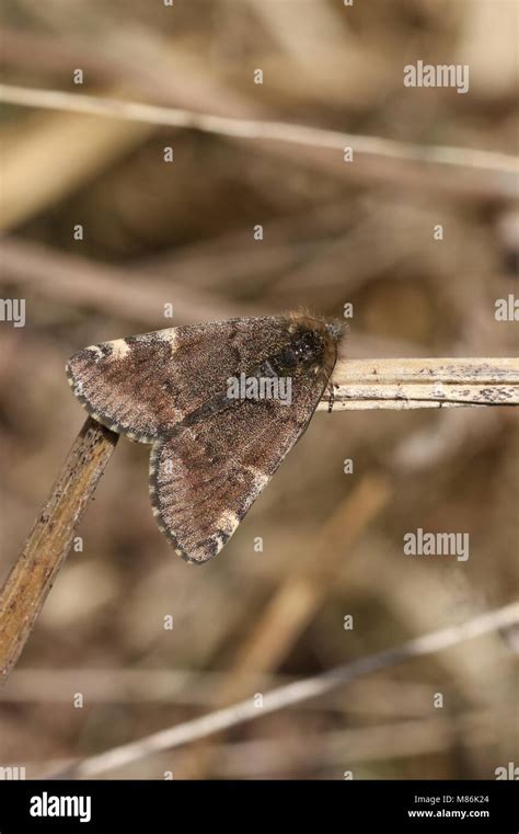 Orange underwing moth hi-res stock photography and images - Alamy