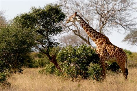 Masai Giraffe Facts, Habitat, Diet, Life Cycle, Pictures