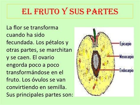 El Fruto Y Sus Partes Para Niños De Primaria Actividad Del Niño