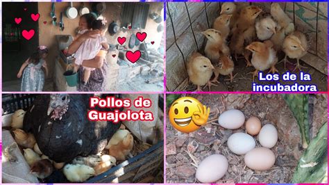 Nacieron Pollos De Una Guajolota As Cuido A Los Pollitos Que