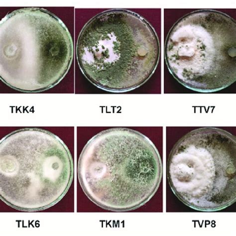 List Of Trichoderma Isolates Used For Dual Culture Assay Left Side