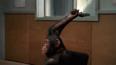 Monkey Point Gun Monkey GIF - Monkey Point Gun Monkey Gun - Discover & Share GIFs