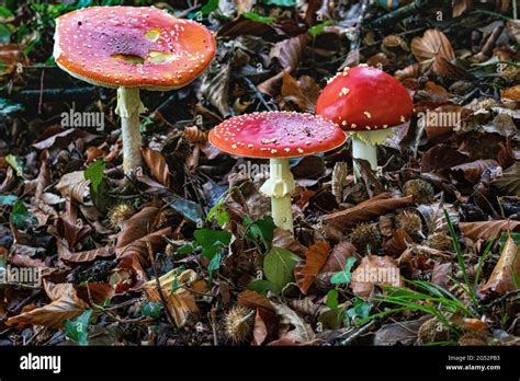 Group Of Three Fly Agaric Fungi Amanita Muscaria Growing In A Birch