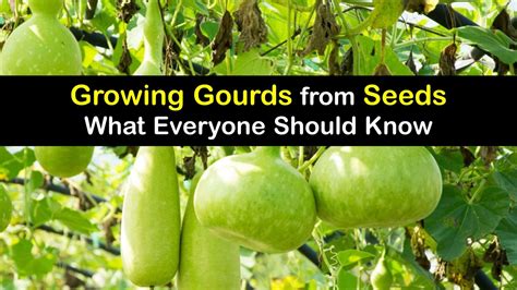 How To Grow Ivy Gourd