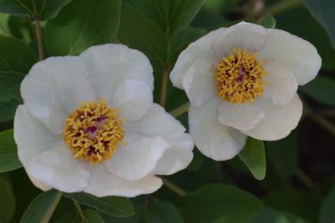 Paeonia daurica ssp mlokosewitschi svavelpion fröplantor Svenska