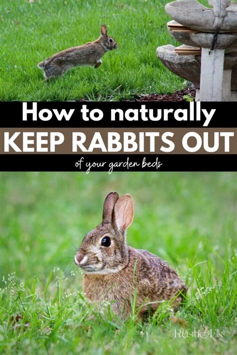 How To Naturally Repel Rabbits From Your Garden The Rustic Elk