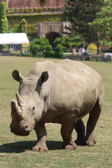 Southern White Rhinoceros by ZOOPhotos on DeviantArt