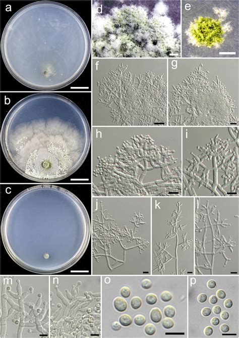 Trichoderma Aggregatum Hmas A C Cultures At C A On