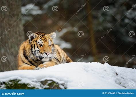 Tiger lying on snow stock photo. Image of looking, russia - 99367408