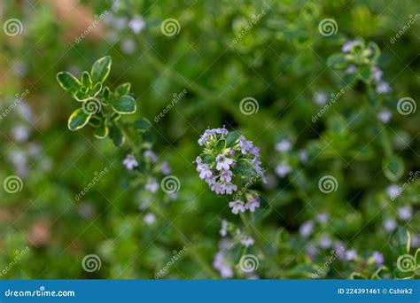 Flores En Una Planta Variada De Hierba De Limón Timo Imagen de archivo