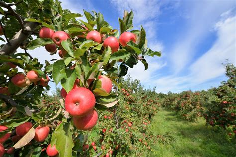 From Seed To Fruit A Comprehensive Guide To Apple Tree Growing Stages