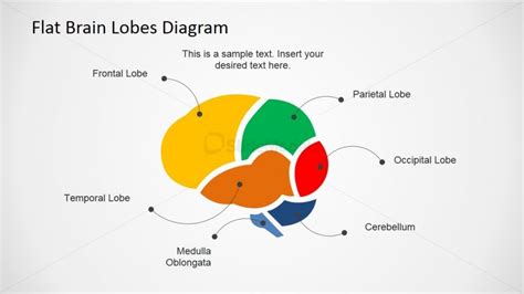 Color Coded Brain Diagram Cross Section