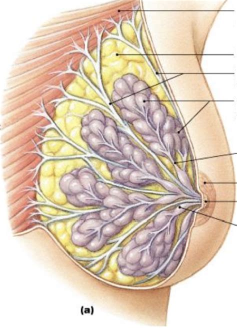 Mammary Glands Diagram Quizlet