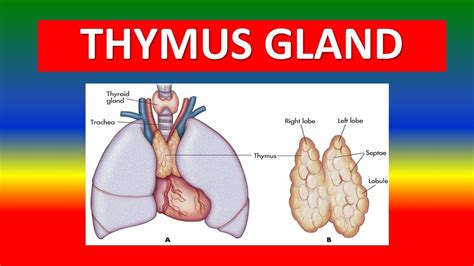 Thymus Gland Anatomy