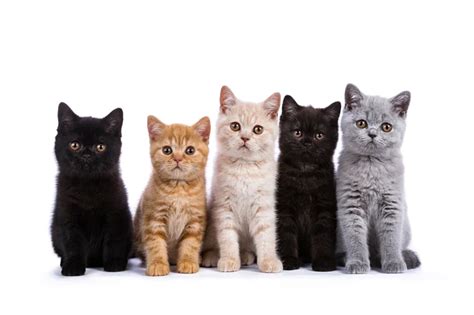 Qual O Coletivo De Gato - Qual é o coletivo de gatos? Descubra! - Blog da Cobasi