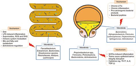 Role Of Microbiome And Its Metabolite Short Chain Fatty Acid In Prostate Cancer