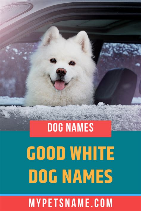 White dog names 175 names for white dogs – Artofit