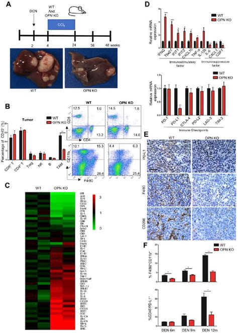 Opn Deletion Suppresses Infiltration Of Tams And Hcc Pd L Expression