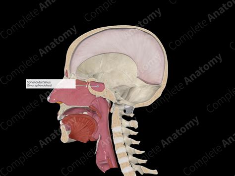 Sphenoidal Sinus Complete Anatomy