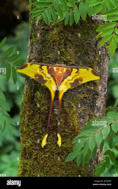 MALAYSIAN MOON MOTH Male Actias Maenas Distribution Malaysia China