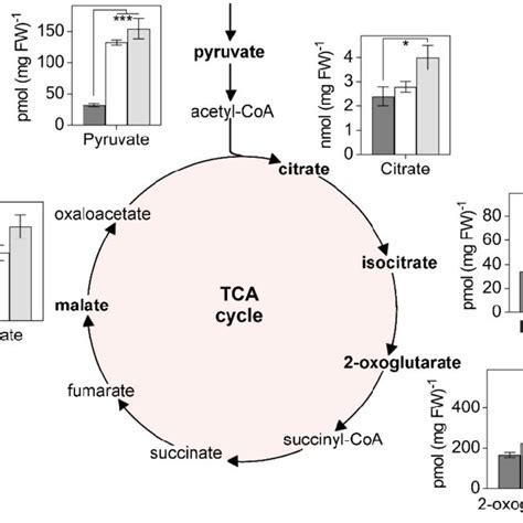 Organic Acids Of The Tca Cycle Accumulate In Arabidopsis Grxs15 K83a