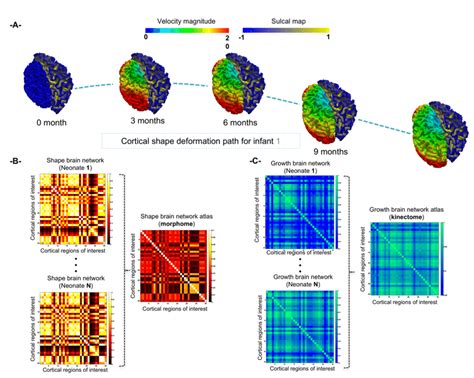 Construction Of Shape And Growth Brain Network Atlases The Morphome