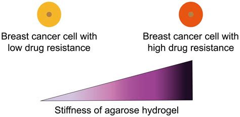 Gels Free Full Text Effect Of Hydrogel Stiffness On Chemoresistance Of Breast Cancer Cells