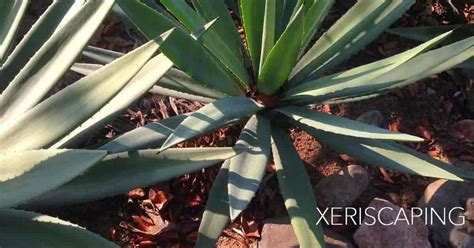 What Is Xeriscape Landscaping?