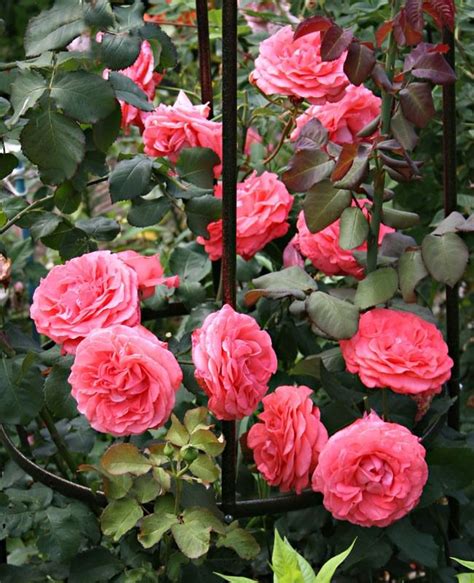 Dee Dee Bridgewater Climbing Rose Meilland 2003 Oliver