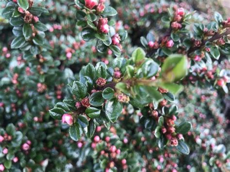 Cotoneaster horizontalis, Rock Spray | Online Flower Garden