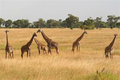 The Secret Lives of Giraffes - JSTOR Daily